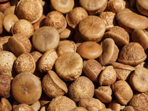 风流果对女人的功效与作用 风流果泡酒的最佳配方