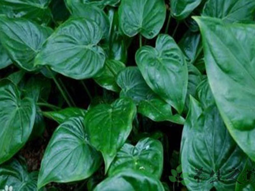 卜芥的功效与作用