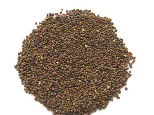 菟丝子的功效与作用及食用方法