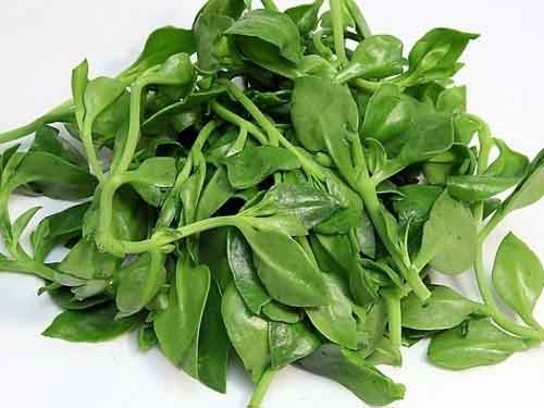 穿心莲片怎么样