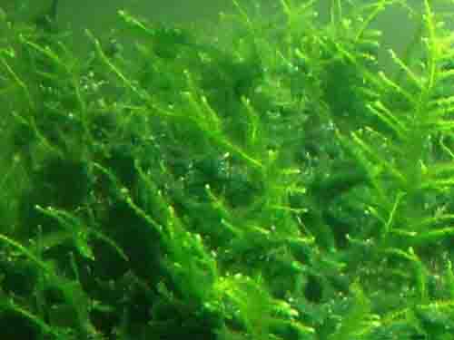 绿藻的作用及价格