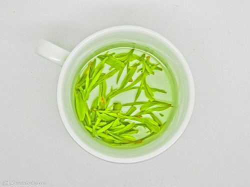 安吉白茶的功效与作用