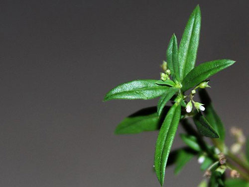 白花蛇舌草价格