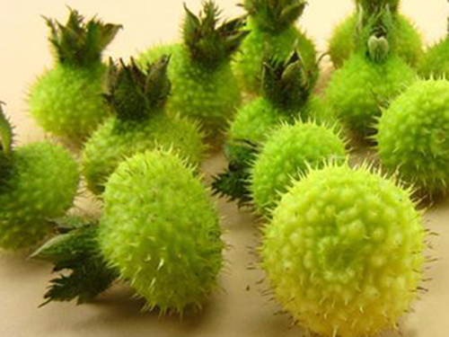 刺梨子的功效与作???