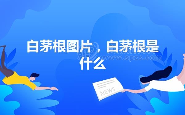 白茅根图片，白茅根是什么