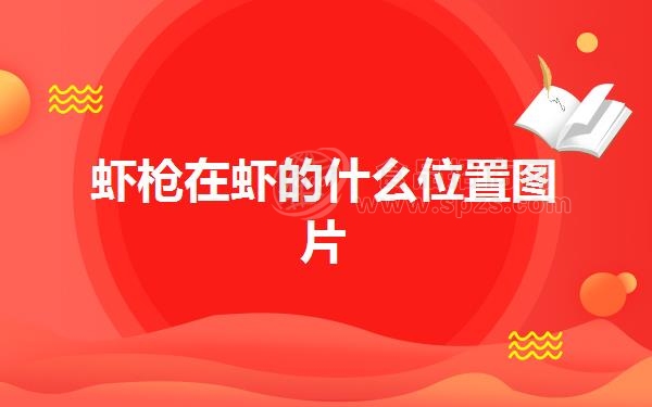 虾枪在虾的什么位置图片